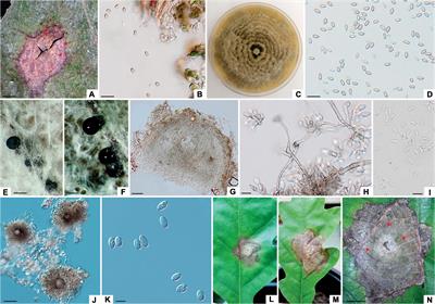 Tubakia spp., Didymella macrostoma and Apiognomonia errabunda causing leaf spot and anthracnose of Quercus robur in the Mura-Drava-Danube Biosphere Reserve